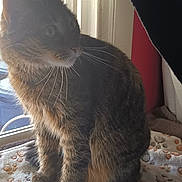 Babbers joined the competition — help win amazing prizes! cat, tabby_cat, indoor, blanket, paw_print, window, curious, pet, feline, fur, whiskers, sitting, domestic_animal, natural_light, home, cozy, looking, animal, quiet, resting