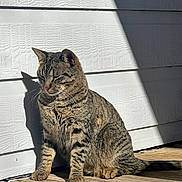 Simba joined the competition — help win amazing prizes! cat, tabby, sunlight, porch, wooden_floor, shadow, white_siding, pet, animal, feline, relaxed, outdoor, striped, domestic_cat, sitting, daylight, quiet, calm, whiskers, ears