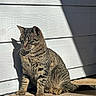 cat, tabby, sunlight, porch, wooden_floor, shadow, white_siding, pet, animal, feline, relaxed, outdoor, striped, domestic_cat, sitting, daylight, quiet, calm, whiskers, ears