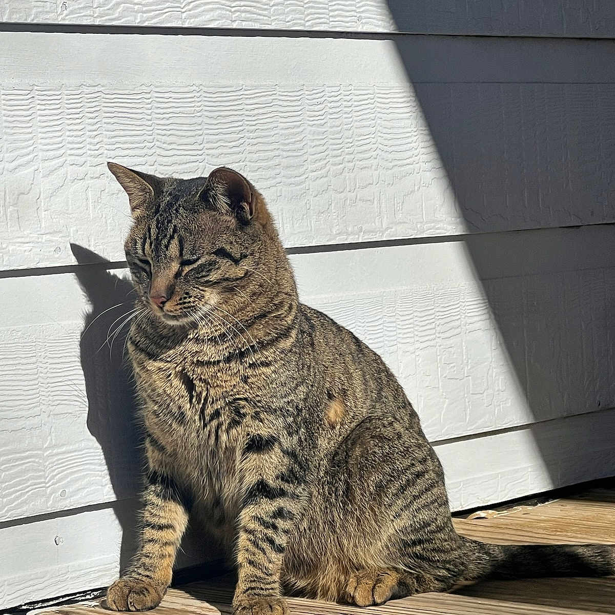 Simba