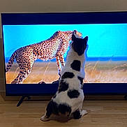 Otis joined the competition — help win amazing prizes! dog, television, cheetah, pet, watching_tv, living_room, hardwood_floor, screen, spots, black_and_white_fur, back_view, sitting, curious, small_dog, tv_stand, ears_up, silhouette, indoor, contrast_color, animal_interaction