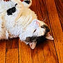 Otis joined the competition — help win amazing prizes! cat, feline, pet, hardwood_floor, lying_down, white_fur, black_spot, whiskers, ear, paw, relaxed, indoor, close_up, sleeping, belly_up, cute, cozy, nap, portrait, floorboards