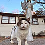 cat, feline, pet, animal, outdoor, portrait, close_up, low_angle, fur, whiskers, collar, statue, angel, lawn_decor, wooden_board, grass, house, windows, trees, sky