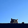 Otis joined the competition — help win amazing prizes! cat, feline, pet, roof, sky, blue_sky, outdoor, silhouette, peeking, whiskers, ears, paw, edge, sunlight, backlit, curiosity, animal, portrait, clear_weather, rooftop