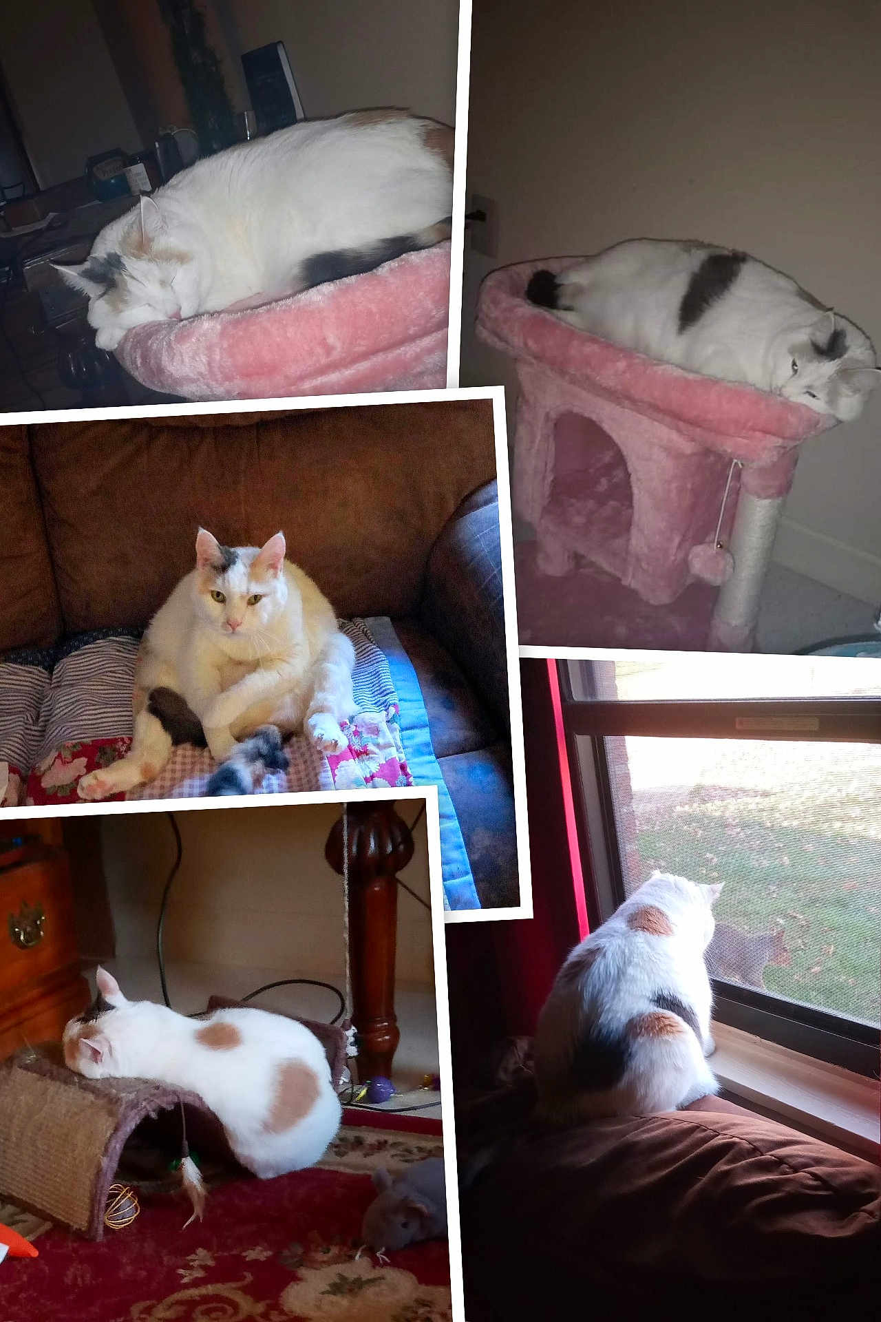 Nannie joined the competition — help win amazing prizes! cat, calico_cat, indoor, pet, furniture, couch, cat_tree, window, squirrel, relaxing, sleeping, curious, home, animal, fluffy, domestic_cat, carpet, quilt, scratching_post, multi_panel