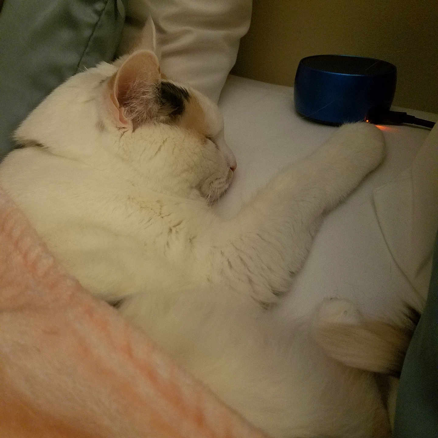 Nannie is registered to the contest to win money with this photo: animal, bed, blanket, calico, cat, cozy, cute, domestic, feline, fur, indoor, paw, peaceful, pet, pillow, relaxation, resting, sleeping, soft, white_fur