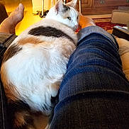 Nannie joined the competition — help win amazing prizes! calico_cat, carpet, cat, cozy, curious, denim_jeans, feline, foot, fur, furniture, home, indoor, legs, living_room, person, pet, relaxing, resting, tail, wooden_cabinet