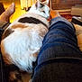 calico_cat, carpet, cat, cozy, curious, denim_jeans, feline, foot, fur, furniture, home, indoor, legs, living_room, person, pet, relaxing, resting, tail, wooden_cabinet