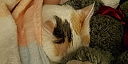 Nannie is registered to the contest to win money with this photo: cat, calico_cat, blanket, teddy_bear, soft, cozy, fur, animal, pet, sleeping, indoor, comfort, cuddle, close_up, resting, cute, warm, furry, relaxation, snuggling