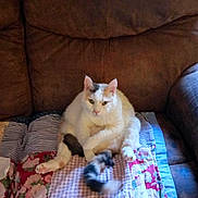 Nannie joined the competition — help win amazing prizes! cat, white_cat, patchwork_quilt, brown_couch, indoor, pet, feline, relaxed, seated, fur, animal, domestic, cute, striped_tail, ears, whiskers, looking_at_camera, home, cozy, resting