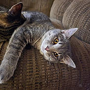 Gizmo is registered to the contest to win money with this photo: cat, cats, feline, pet, pets, couch, sofa, brown, texture, fur, whiskers, relaxing, indoor, closeup, stretching, resting, companionship, animal, cute, cozy