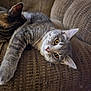 cat, cats, feline, pet, pets, couch, sofa, brown, texture, fur, whiskers, relaxing, indoor, closeup, stretching, resting, companionship, animal, cute, cozy