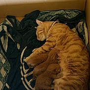 Blazer is registered to the contest to win money with this photo: cats, orange_cat, sleeping, curled_up, together, furry, pet, kitten, adult_cat, tabby, resting, cozy, cardboard_box, blanket, clothing, indoors, warm_lighting, relaxed, animal_portrait, cuddling