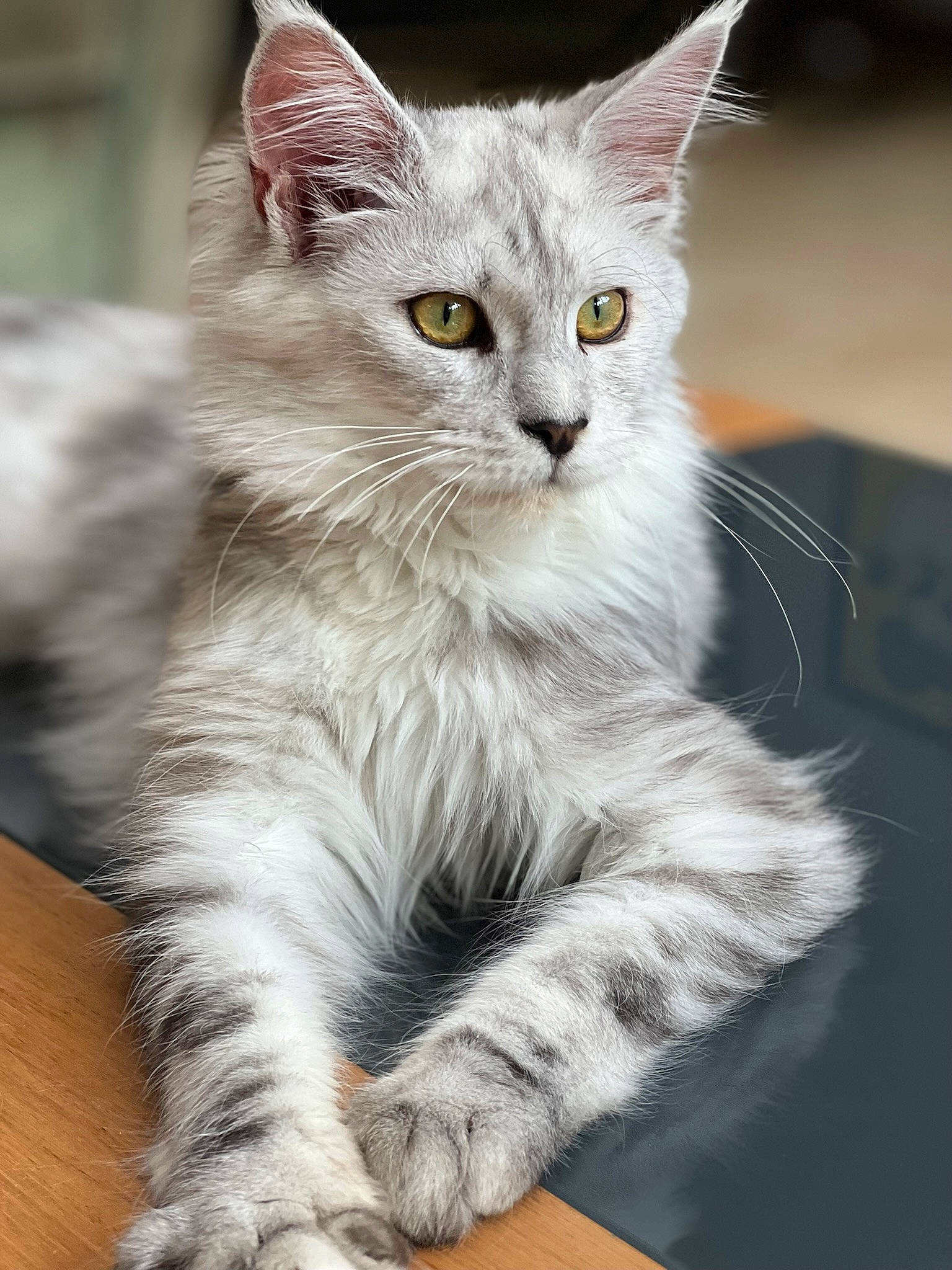 Savane a rejoint le concours — aidez-le/la à gagner de superbes lots ! carnivore, cat, claw, domestic_short_haired_cat, event, felidae, fur, paw, sitting, small_to_medium_sized_cats, snout, table, tail, terrestrial_animal, whiskers, wildlife, window