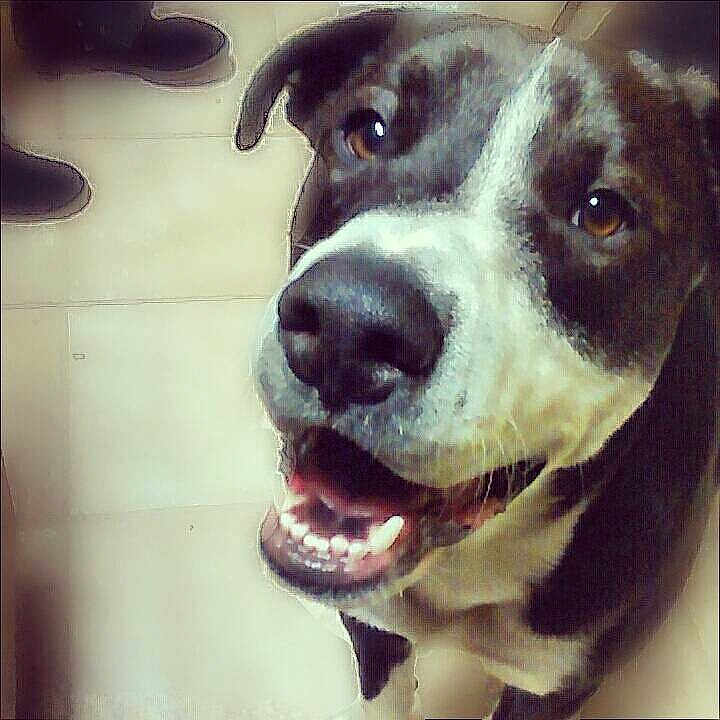 Auzzie is registered to the contest to win money with this photo: