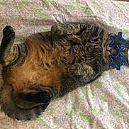 Potsy joined the competition — help win amazing prizes! animal, cat, cute, domestic_cat, feline, floral_sheet, funny, fur, glasses, indoor, lying_down, paws, pet, playful, relaxed, sleepy, star_shaped_glasses, tabby_cat, tail, whiskers
