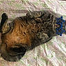 animal, cat, cute, domestic_cat, feline, floral_sheet, funny, fur, glasses, indoor, lying_down, paws, pet, playful, relaxed, sleepy, star_shaped_glasses, tabby_cat, tail, whiskers