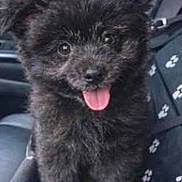 Bear Mcfluffiskin F. is registered to the contest to win money with this photo: animal, black_fur, car_interior, car_seat, cute, dog, ears, face, fluffy, fur, happy, indoors, paw_prints, pet, puppy, seat_cover, small_dog, tongue, tongue_out, young