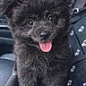 animal, black_fur, car_interior, car_seat, cute, dog, ears, face, fluffy, fur, happy, indoors, paw_prints, pet, puppy, seat_cover, small_dog, tongue, tongue_out, young