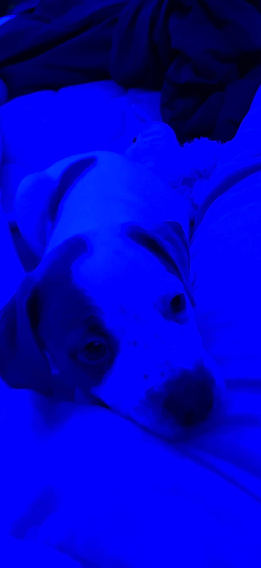 Thumper joined the competition — help win amazing prizes! azure, blue, canidae, carnivore, companion_dog, darkness, dog, dog_breed, electric_blue, fawn, fur, magenta, non_sporting_group, puppy, snout, sporting_group, terrestrial_animal, toy_dog, underwater, whiskers