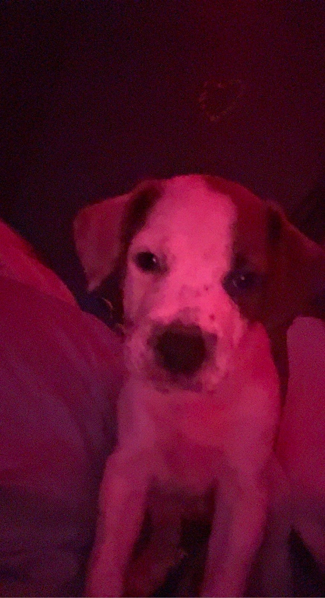 Thumper is registered to the contest to win money with this photo: boxer, canidae, carnivore, cloud, companion_dog, darkness, dog, dog_breed, dog_collar, ear, fawn, fur, happy, magenta, non_sporting_group, puppy_love, snout, sporting_group, whiskers, working_animal