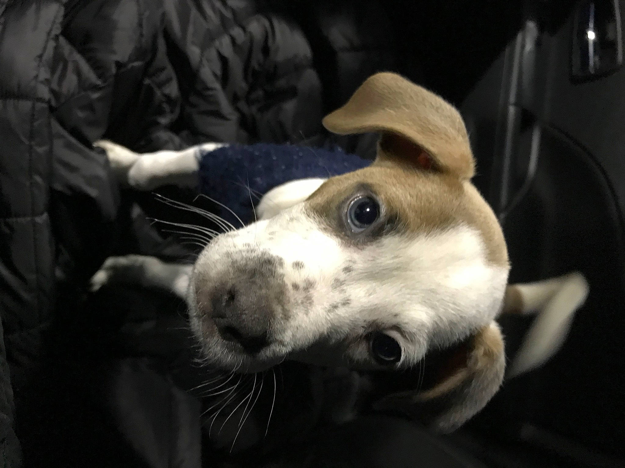 Thumper is registered to the contest to win money with this photo: canidae, carnivore, collar, companion_dog, dog, dog_breed, fawn, fur, guard_dog, monochrome_photography, non_sporting_group, selfie, snout, sporting_group, street_dog, whiskers, working_animal