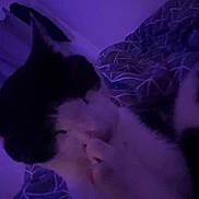 Oreo joined the competition — help win amazing prizes! animal, bed, black_and_white, blanket, cat, companion, cozy, cute, feline, fur, indoor, low_light, pattern, pet, purple_light, relaxing, resting, sleepy, soft, whiskers