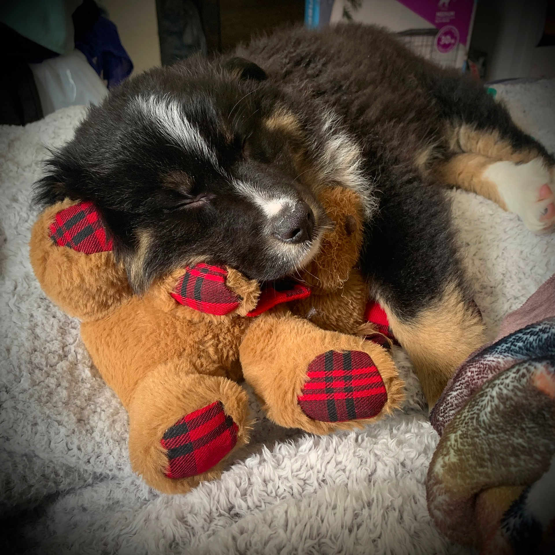 Koda joined the competition — help win amazing prizes! carnivore, cloud, comfort, companion_dog, dog, dog_breed, ear, fawn, felidae, flooring, foot, human_leg, lap, leg, sky, snout, sporting_group, tail, toy, whiskers