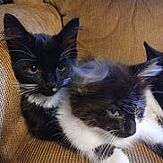 Malachi joined the competition — help win amazing prizes! cat, kitten, tuxedo_cat, feline, pet, animal, whiskers, ears, couch, fabric, indoor, cute, fur, relaxing, domestic_animal, two_animals, closeup, resting, young, companion