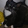Malachi joined the competition — help win amazing prizes! kitten, cat, black_and_white, whiskers, floor, wooden_floor, yellow_cloth, curious, pet, animal, feline, young_cat, indoor, cute, small, sitting, looking_up, fur, ears, paws