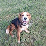 Miles is registered to the contest to win money with this photo: dog, grass, outdoor, happy, sitting, canine, pet, brown_fur, black_fur, white_fur, nature, smiling, playful, collar, animal, friendly, tongue, ears, fur, daylight