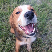 Miles joined the competition — help win amazing prizes! dog, canine, pet, grass, outdoor, smiling, tongue_out, happy, animal, fur, collar, brown, white, closeup, muzzle, sitting, nature, playful, friendly, cute