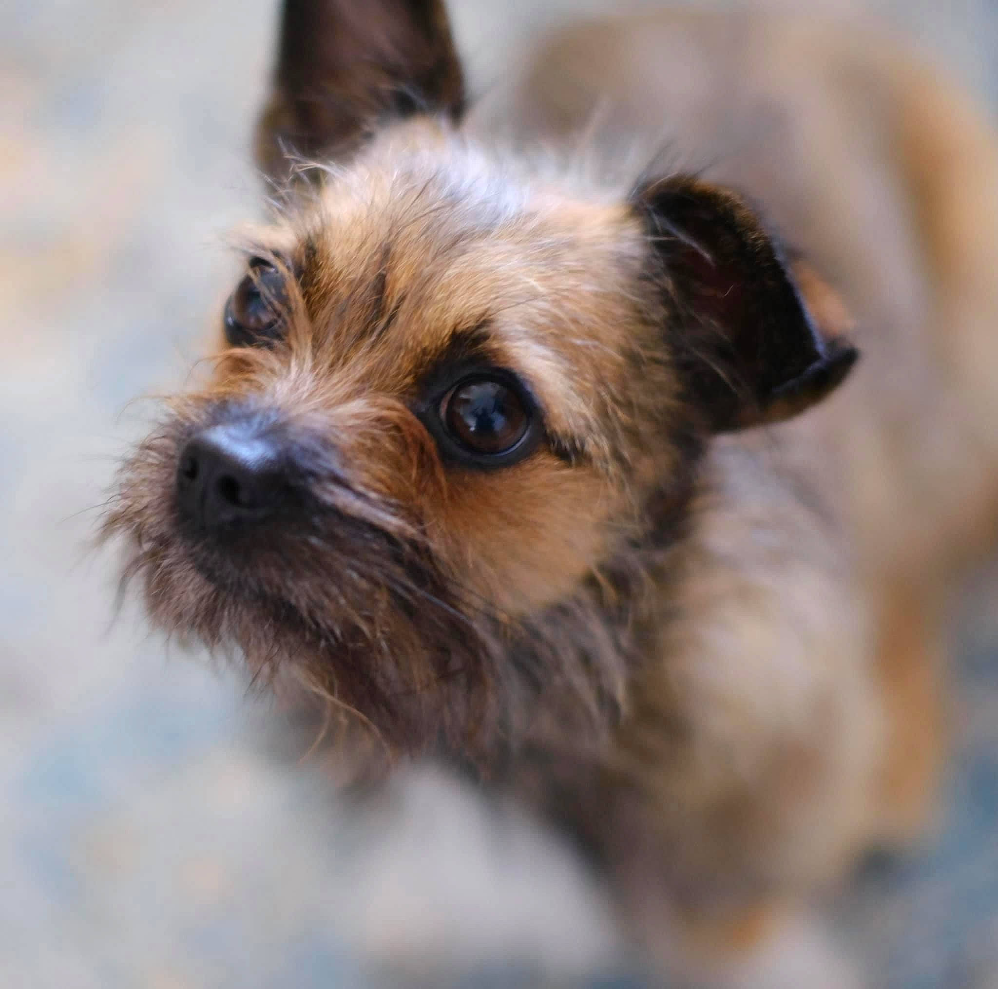 Groot is registered to the contest to win money with this photo: biewer_terrier, canidae, carnivore, companion_dog, dog, dog_breed, fawn, fur, liver, small_terrier, snout, sporting_group, terrestrial_animal, terrier, toy_dog, water_dog, whiskers, working_animal, yorkipoo, yorkshire_terrier