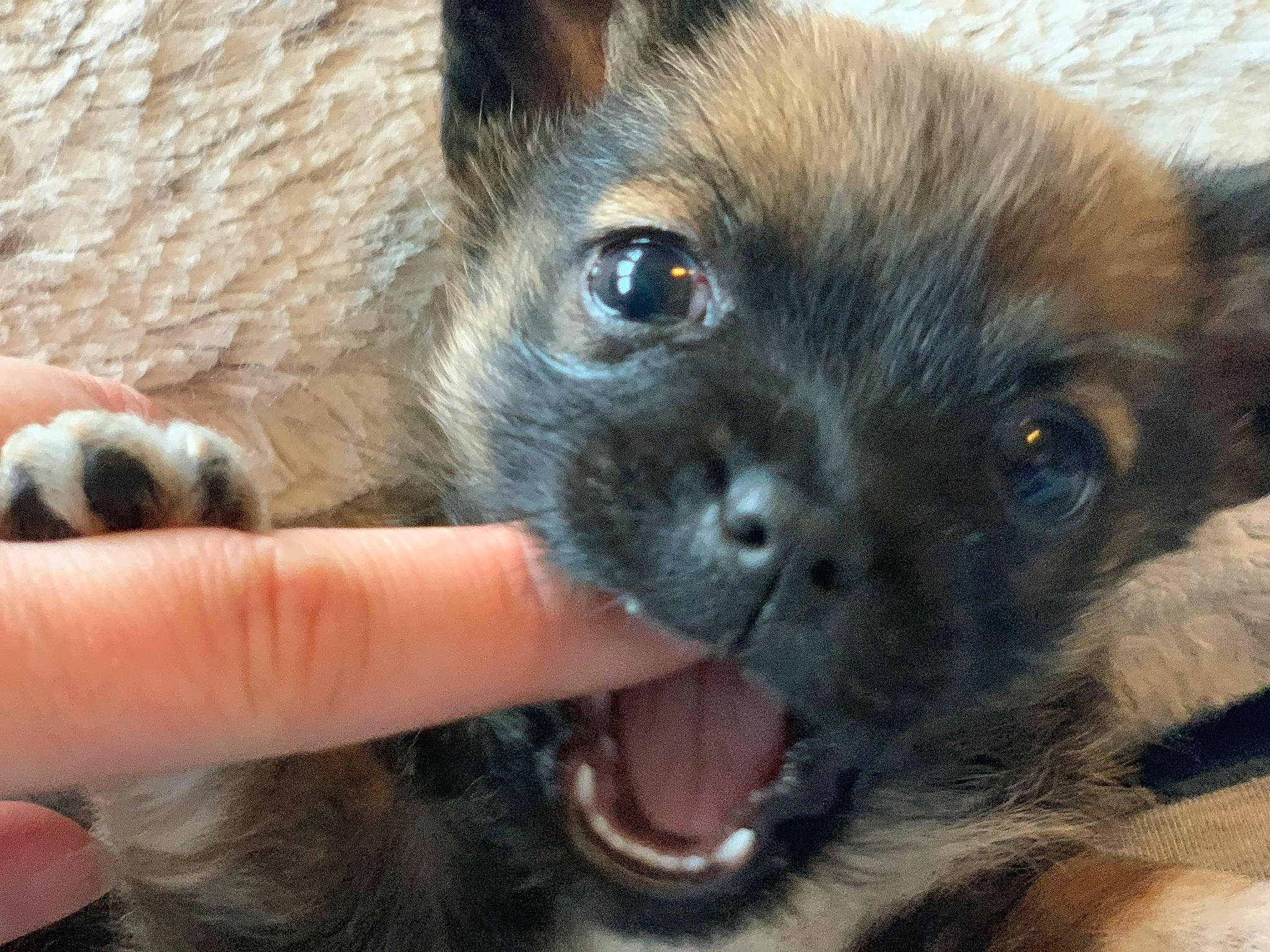 Groot is registered to the contest to win money with this photo: canidae, carnivore, companion_dog, dog, dog_breed, ear, eye, fawn, fur, liver, non_sporting_group, snout, sporting_group, terrestrial_animal, toy_dog, whiskers, working_animal