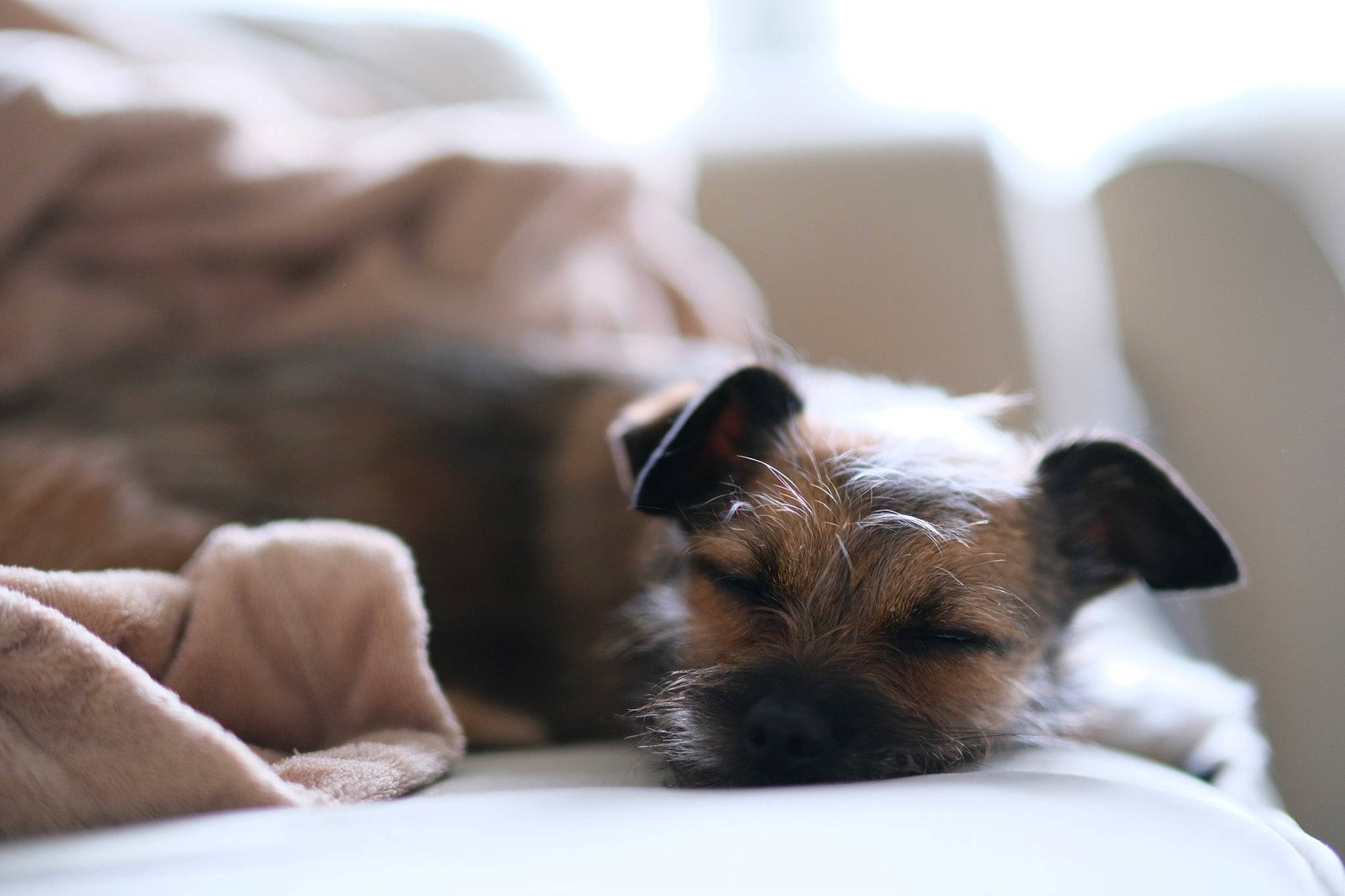 Groot joined the competition — help win amazing prizes! canidae, carnivore, close_up, comfort, companion_dog, dog, dog_breed, fawn, fur, linens, nap, paw, small_terrier, sporting_group, terrestrial_animal, toy_dog, whiskers, wildlife, wood, working_animal