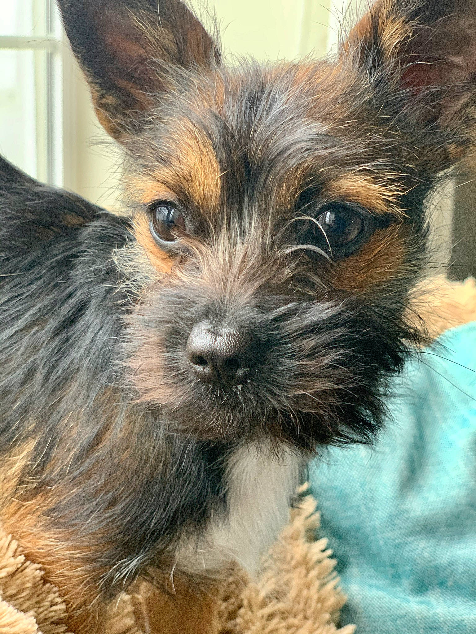 Groot joined the competition — help win amazing prizes! canidae, carnivore, companion_dog, dog, dog_breed, ear, eye, fawn, fur, iris, liver, small_terrier, snout, sporting_group, terrestrial_animal, texas_heeler, toy_dog, whiskers, working_animal, yorkipoo