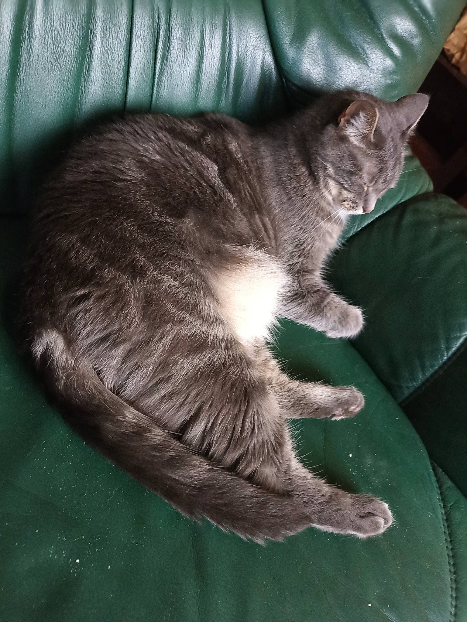 Moka participe au concours pour gagner de l'argent avec cette photo : black_cat, carnivore, cat, cat_supply, chartreux, claw, comfort, couch, domestic_short_haired_cat, felidae, fur, grey, nap, russian_blue, sitting, sleep, small_to_medium_sized_cats, snout, tail, whiskers