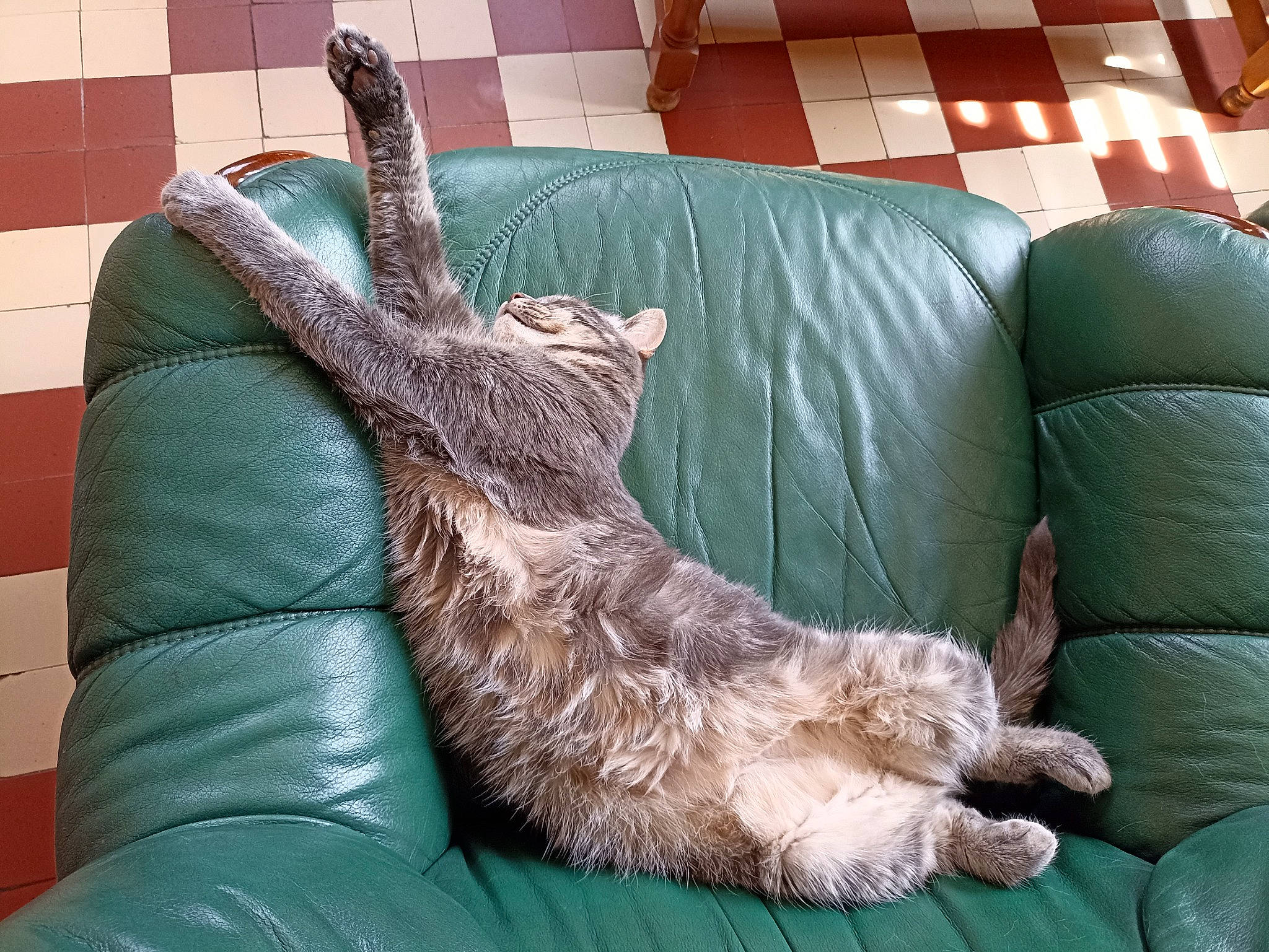 Moka participe au concours pour gagner de l'argent avec cette photo : carnivore, cat, comfort, companion_dog, couch, dog_breed, fawn, felidae, flooring, foot, fur, gesture, human_leg, mammal, nail, small_to_medium_sized_cats, studio_couch, tail, whiskers, wrist