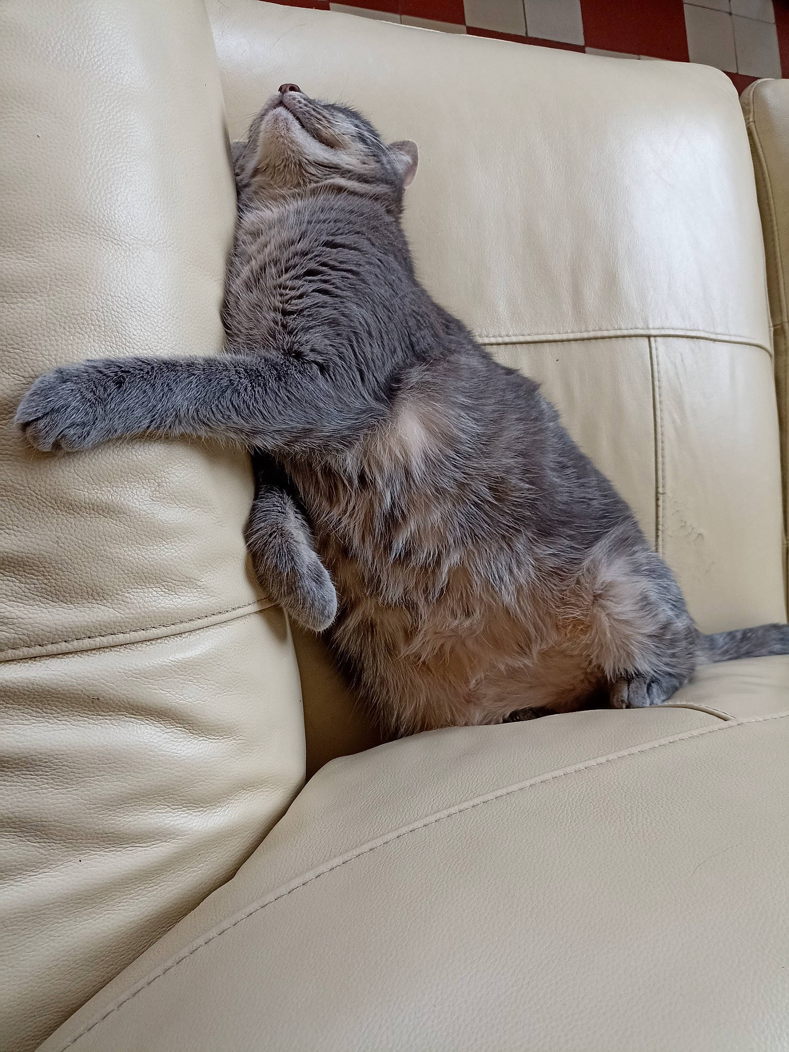 Moka participe au concours pour gagner de l'argent avec cette photo : carnivore, cat, claw, comfort, couch, dog_breed, fawn, felidae, foot, fur, grey, human_leg, leg, paw, small_to_medium_sized_cats, snout, sporting_group, tail, whiskers, window