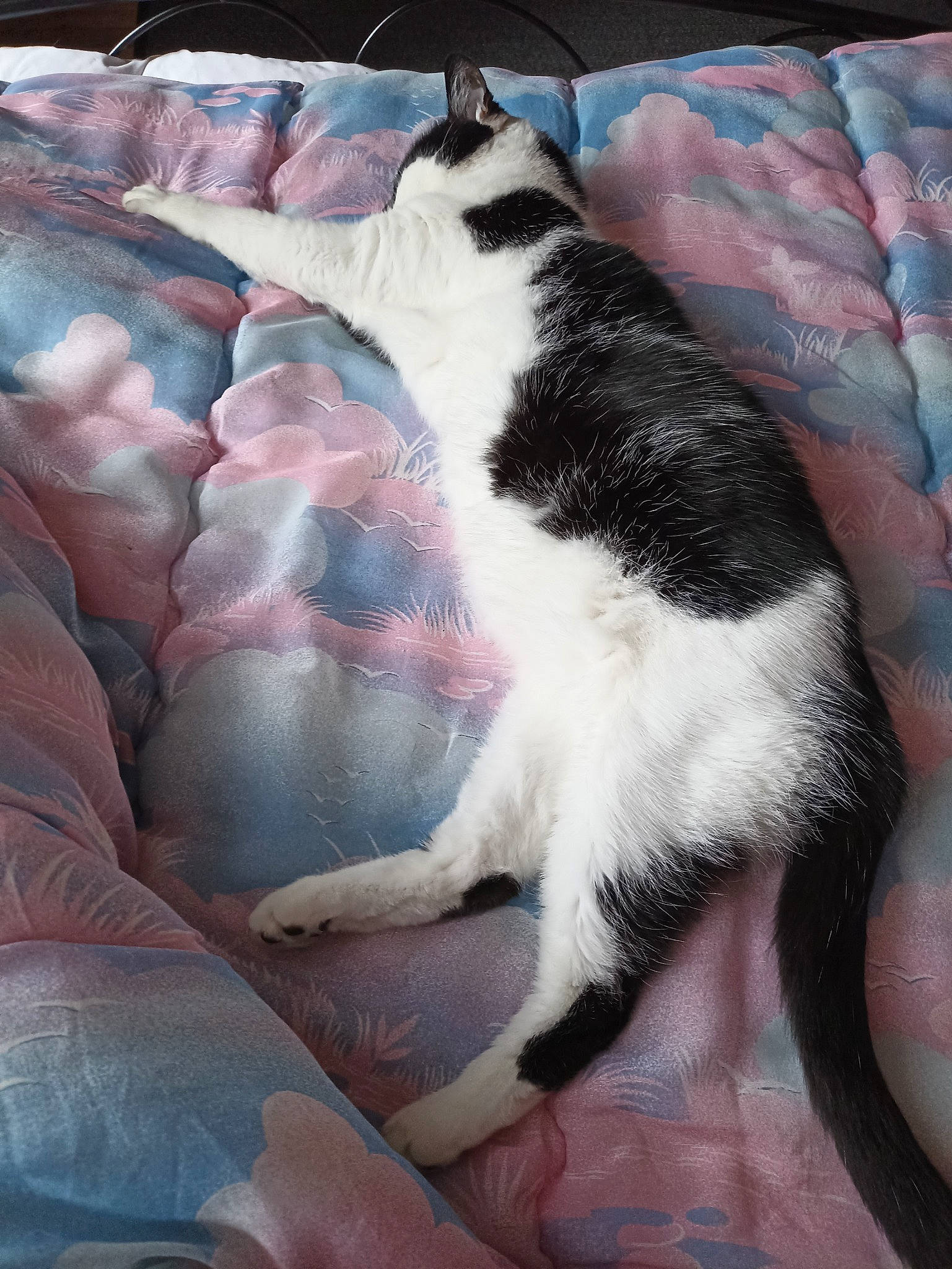 Sky a rejoint le concours — aidez-le/la à gagner de superbes lots ! canidae, carnivore, cat, comfort, companion_dog, dog_breed, domestic_short_haired_cat, felidae, foot, fur, human_leg, lap, linens, nap, pattern, paw, small_to_medium_sized_cats, sporting_group, tail, whiskers