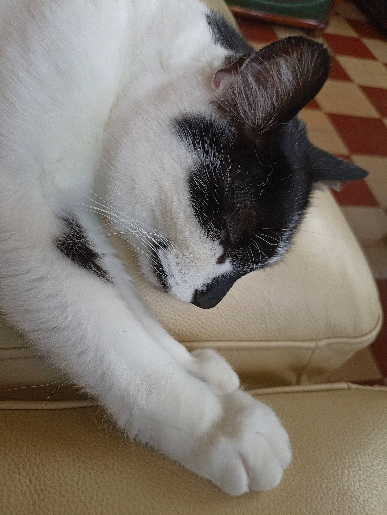 Sky participe au concours pour gagner de l'argent avec cette photo : carnivore, cat, claw, comfort, domestic_short_haired_cat, felidae, flooring, foot, fur, hardwood, nap, paw, sleep, small_to_medium_sized_cats, snout, tail, whiskers