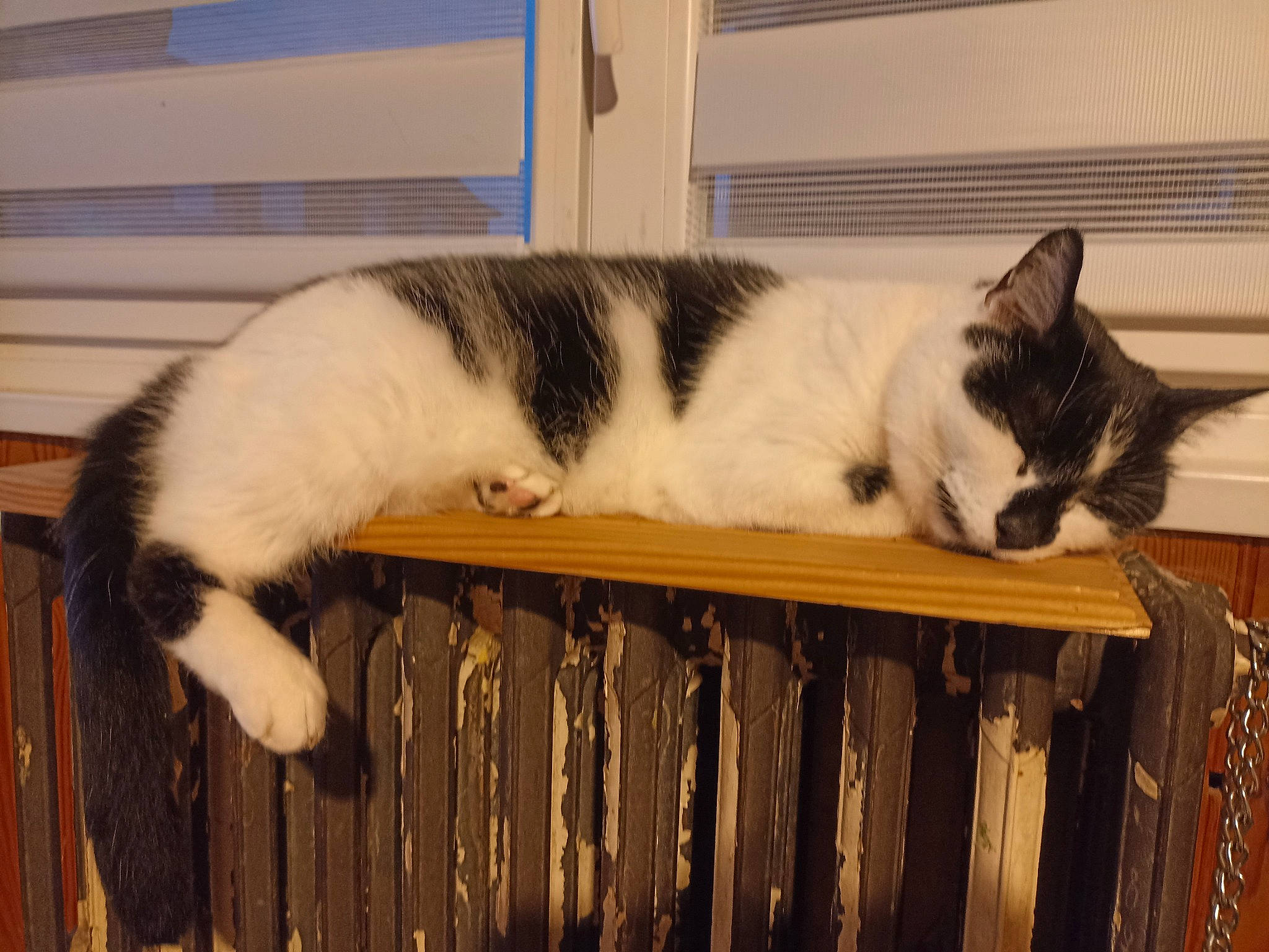 Sky participe au concours pour gagner de l'argent avec cette photo : animal_shelter, box, carnivore, cat, cat_supply, comfort, domestic_short_haired_cat, felidae, fur, hardwood, mammal, pet_supply, small_to_medium_sized_cats, tail, vertebrate, whiskers, wood