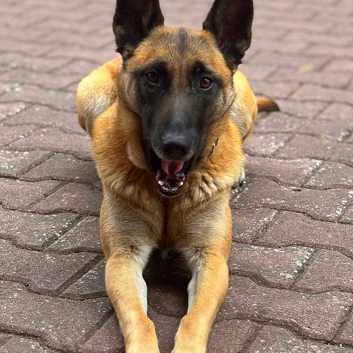 Thelia a rejoint le concours — aidez-le/la à gagner de superbes lots ! dog, german_shepherd, animal, pet, canine, outdoor, pavement, brick, lying_down, ears_up, alert, fur, brown, black, muzzle, front_legs, paw, tongue, closeup, portrait