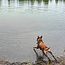 Thelia a rejoint le concours — aidez-le/la à gagner de superbes lots ! dog, lake, water, mud, leash, outdoor, animal, nature, reflection, trees, jumping, canine, playful, riverbank, forest, pet, running, adventure, summer, wildlife