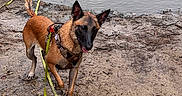 Thelia a rejoint le concours — aidez-le/la à gagner de superbes lots ! dog, water, mud, leash, harness, outdoor, canine, playful, pet, animal, nature, shore, wet, brown, black, tongue_out, ears_up, walking, happy, daylight