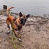 dog, water, mud, leash, harness, outdoor, canine, playful, pet, animal, nature, shore, wet, brown, black, tongue_out, ears_up, walking, happy, daylight