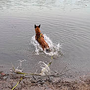 Thelia a rejoint le concours — aidez-le/la à gagner de superbes lots ! dog, water, lake, splash, leash, mud, outdoor, animal, nature, playful, wet, brown_dog, canine, shore, ripples, adventure, pet, summer, daytime, active