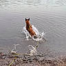 dog, water, lake, splash, leash, mud, outdoor, animal, nature, playful, wet, brown_dog, canine, shore, ripples, adventure, pet, summer, daytime, active