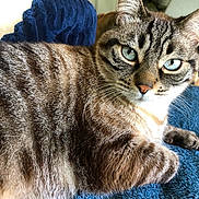 Jobi a rejoint le concours — aidez-le/la à gagner de superbes lots ! cat, tabby, blue_eyes, fur, whiskers, pet, animal, indoor, closeup, relaxed, lying_down, blanket, striped, cute, feline, mammal, cozy, resting, portrait, domestic