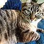 cat, tabby, blue_eyes, fur, whiskers, pet, animal, indoor, closeup, relaxed, lying_down, blanket, striped, cute, feline, mammal, cozy, resting, portrait, domestic